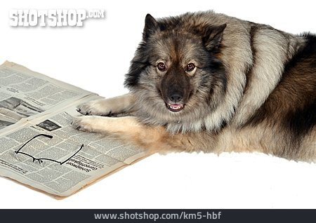 
                Humor & Skurril, Hund, Tageszeitung                   