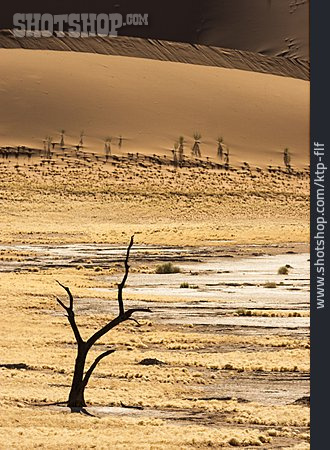 
                Wüste, Namib                   