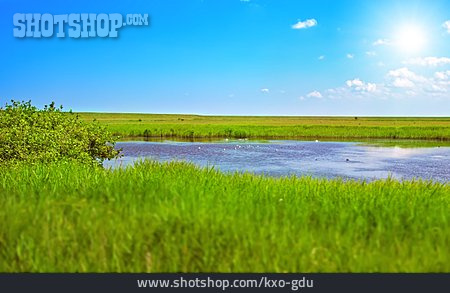 
                Wiese, Teich, Graslandschaft                   