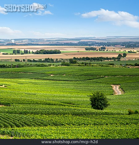 
                Weinanbau, Weingut, Champagne-ardenne                   