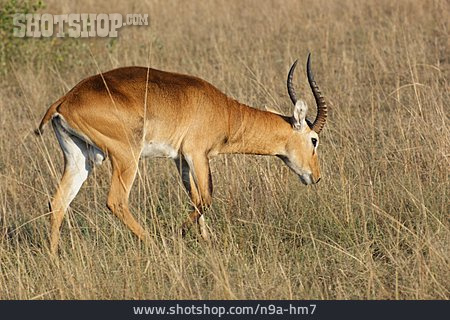 
                Antilope                   