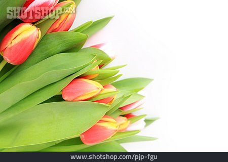 
                Tulpe, Tulpenstrauß                   