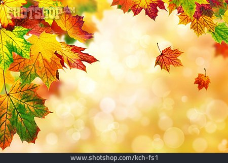 
                Textfreiraum, Herbst, Herbstlaub, Ahorn                   