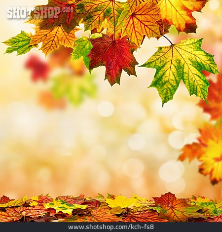 
                Textfreiraum, Herbst, Herbstlaub, Ahorn                   