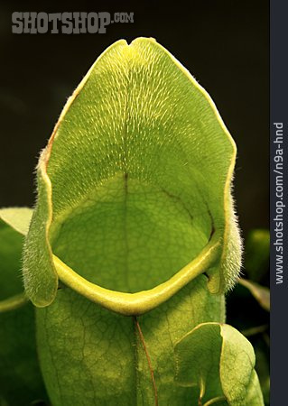 
                Kannenpflanze, Nepenthes                   