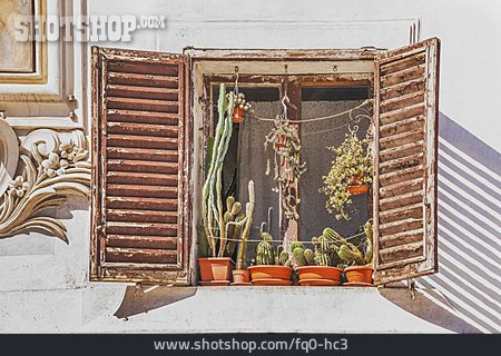 
                Fenster, Kaktus                   