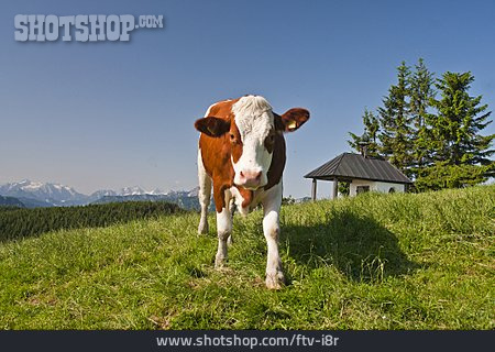 
                Kuh, Alpen, Alm, Teisendorf                   