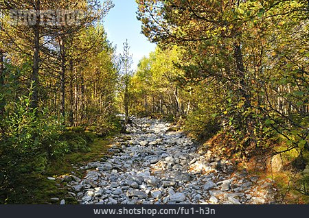 
                Wald, Flussbett, Rondane-nationalpark                   