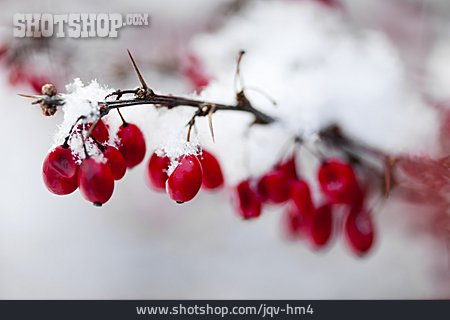 
                Winter, Beere, Berberitze                   