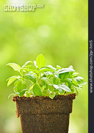 
                Basilikum, Basilikumpflanze                   