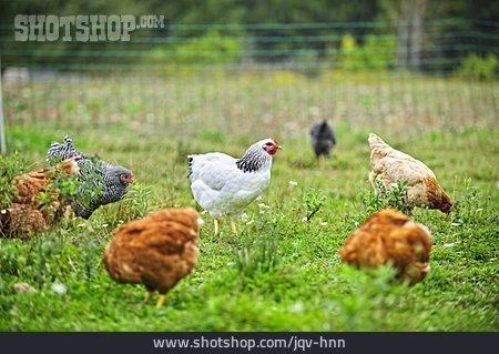 
                Huhn, Freilandhaltung, Henne                   