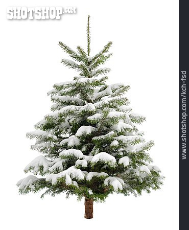 
                Nadelbaum, Tannenbaum, Weihnachtsbaum                   