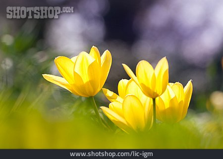 
                Tulpe, Frühling, Frühlingserwachen                   