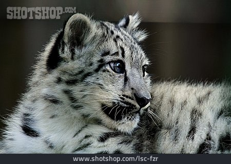 
                Leopard, Schneeleopard                   
