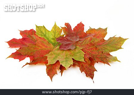 
                Ahornblatt, Herbstblätter                   