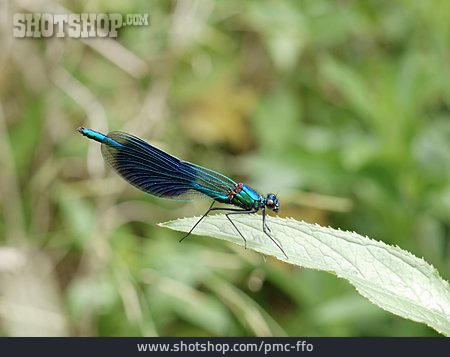 
                Libelle, Prachtlibelle, Kleinlibelle, Blauflügel-prachtlibelle                   