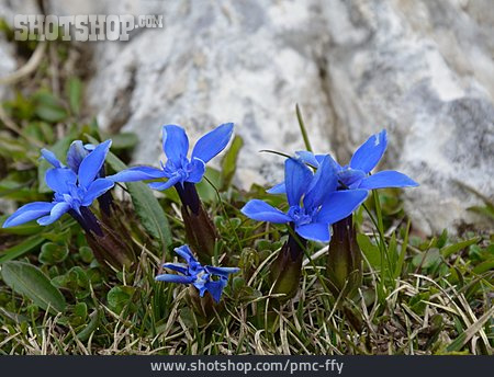 
                Alpenblume, Enzian, Gebirgsenzian                   