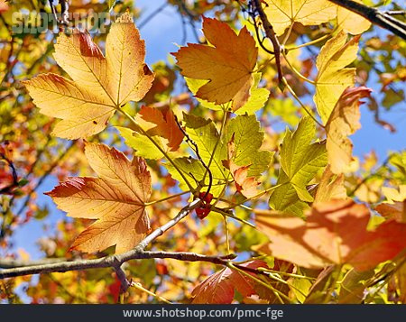 
                Herbst, Herbstlich, Herbstblatt                   