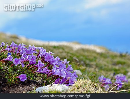 
                Alpenblume, Enzian                   