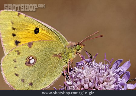 
                Schmetterling, Postillon                   