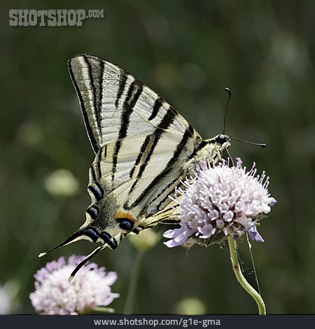 
                Butterfly, Swallowtail Butterfly                   