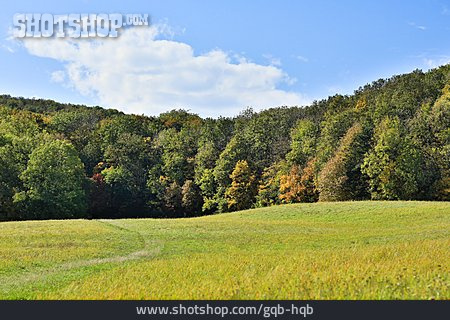 
                Wald, Herbstlich, Laubwald                   