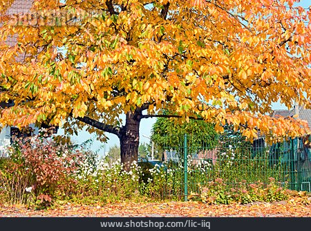
                Baum, Herbstlich, Buche                   
