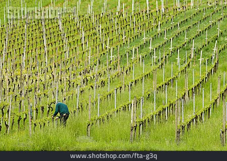 
                Weinbau, Weinbauer, Weingut                   