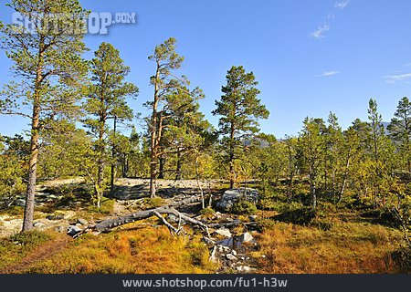 
                Hochebene, Rondane-nationalpark                   