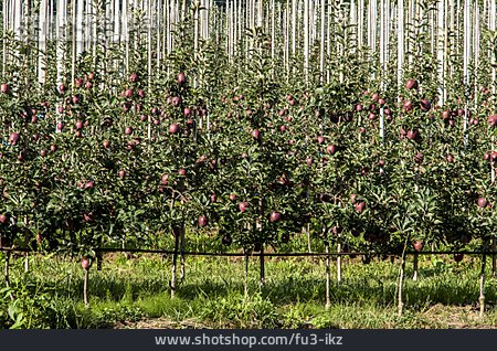 
                Apfelbaum, Apfelplantage                   