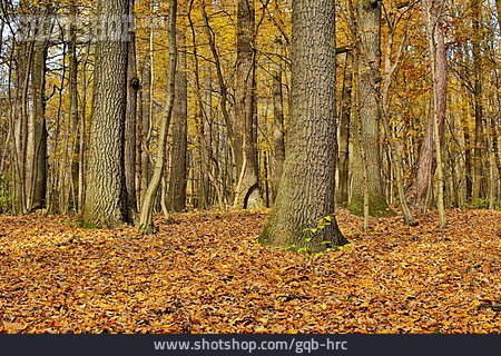 
                Wald, Herbstlich                   