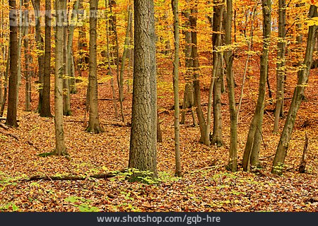 
                Herbstwald                   