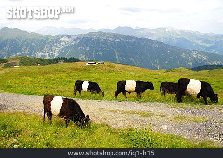 
                Cattle, Alp, Domestic Cattle, Jaufen Pass                   