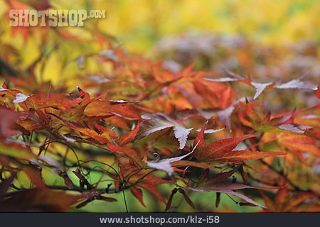 
                Herbstlaub, Ahornblätter, Herbstblätter                   