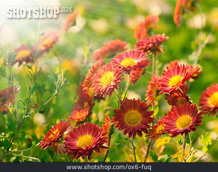 
                Blume, Blumenwiese, Chrysantheme                   