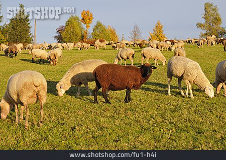 
                Schafe, Schafherde, Schwarzes Schaf, Merinoschaf                   