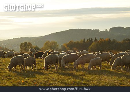 
                Schafe, Schafherde, Merinoschaf                   