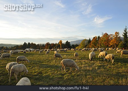 
                Schafe, Schafherde, Merinoschaf                   