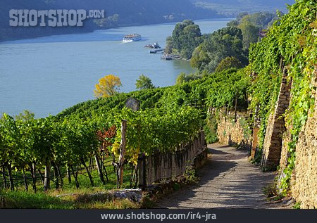 
                Weinberg, Wachau, Donau                   