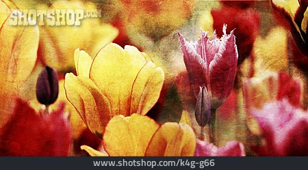 
                Hintergrund, Tulpenblüte, Floral                   
