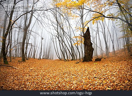 
                Nebel, Herbstwald                   