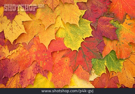 
                Herbst, Herbstlaub, Herbstblatt                   