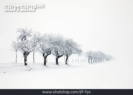 
                Winter, Baumreihe                   