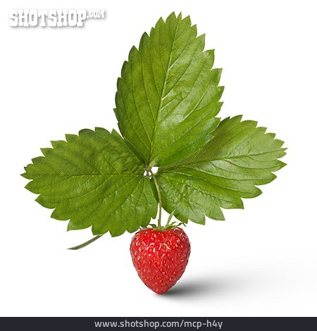 
                Erdbeere, Erdbeerblatt                   