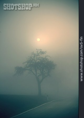 
                Baum, Nebel, Landstraße                   