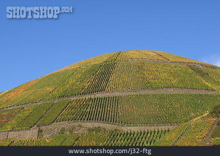 
                Weinberg, Weinanbau                   