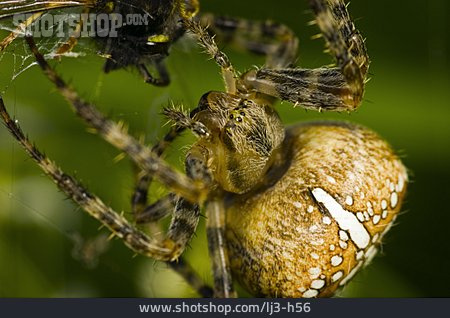 
                Spinne, Kreuzspinne, Gartenkreuzspinne                   
