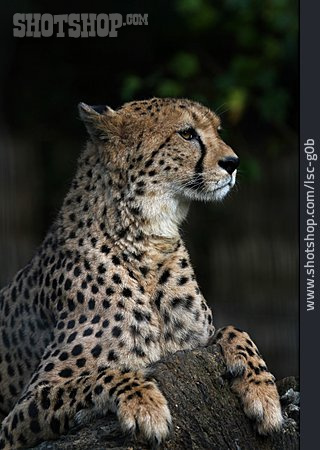 
                Gepard                   