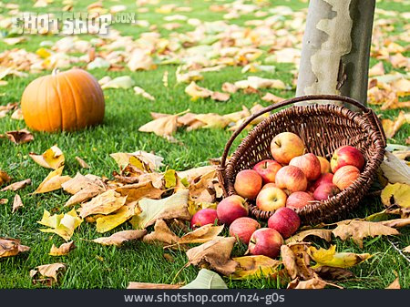 
                Herbst, Apfel, Apfelernte                   