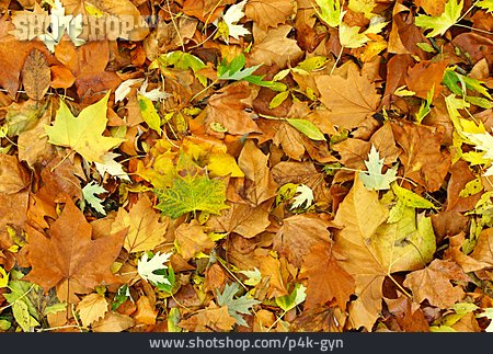 
                Herbst, Laub, Herbstlaub, Herbstblatt                   